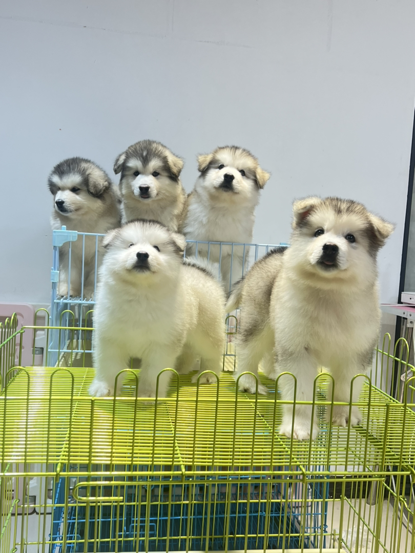 品质灰桃找新家