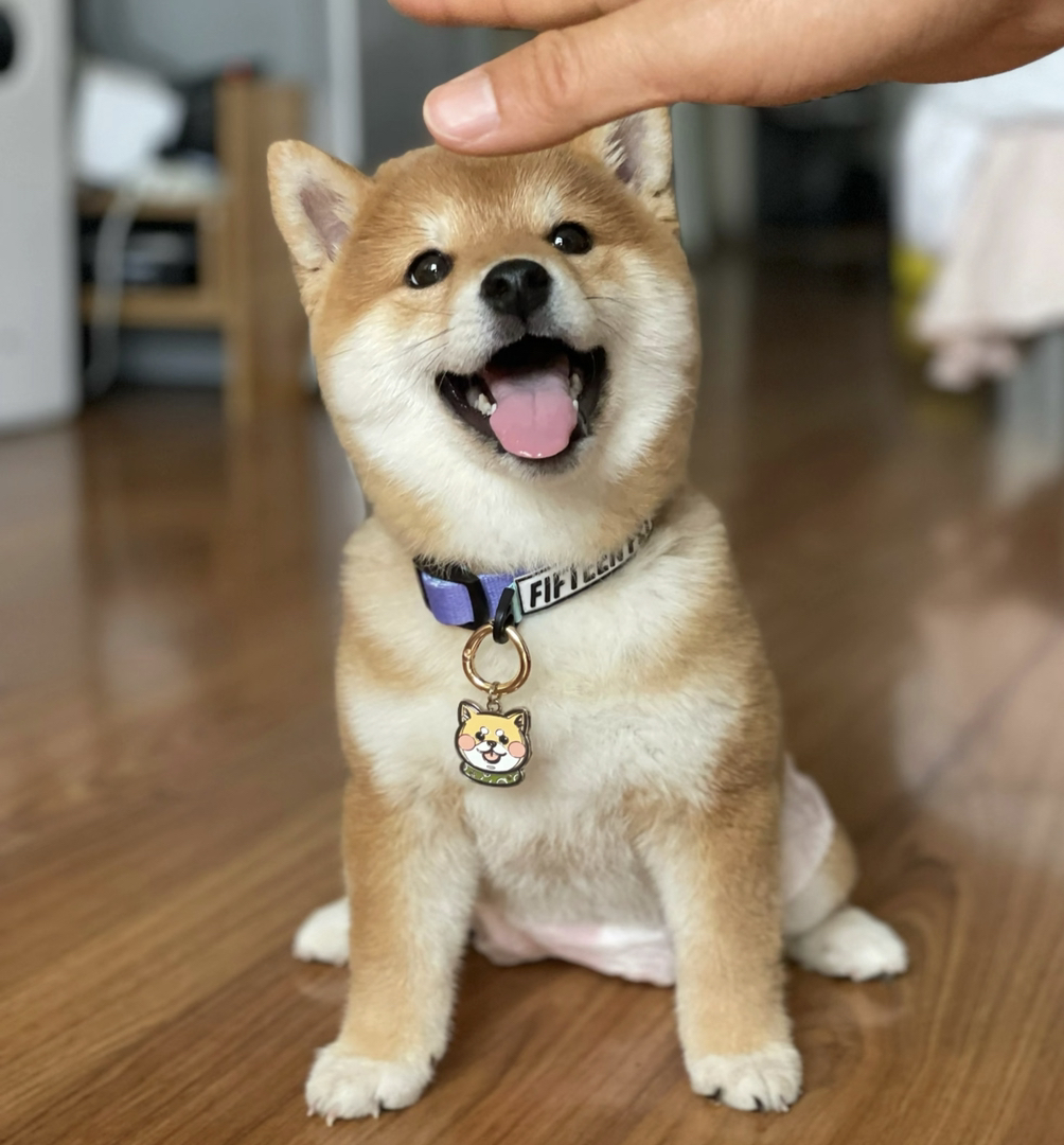 柴犬幼犬,笑容治愈,品相优良,可爱萌宠值得拥有