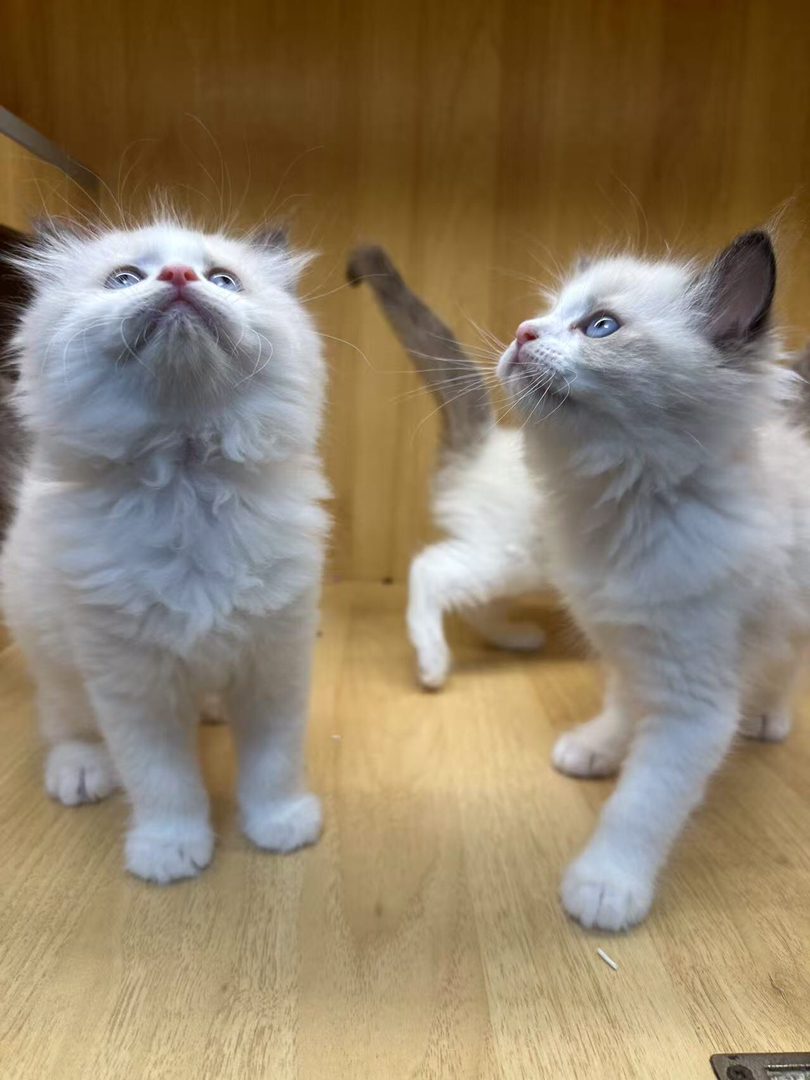 布偶猫