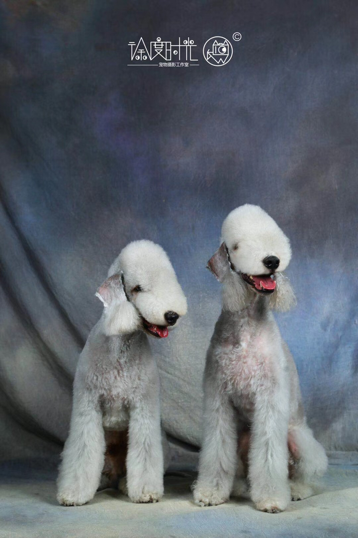 贝灵顿梗幼犬,绵羊造型优雅可爱,活泼温顺,独特外观,理想伴侣犬