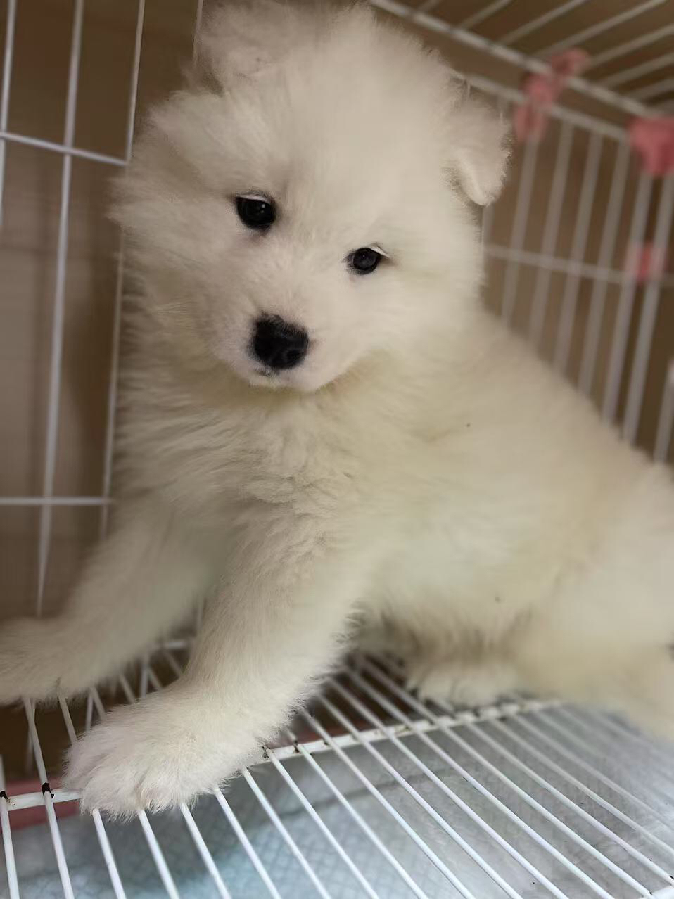 精品熊版萨摩耶弟弟
