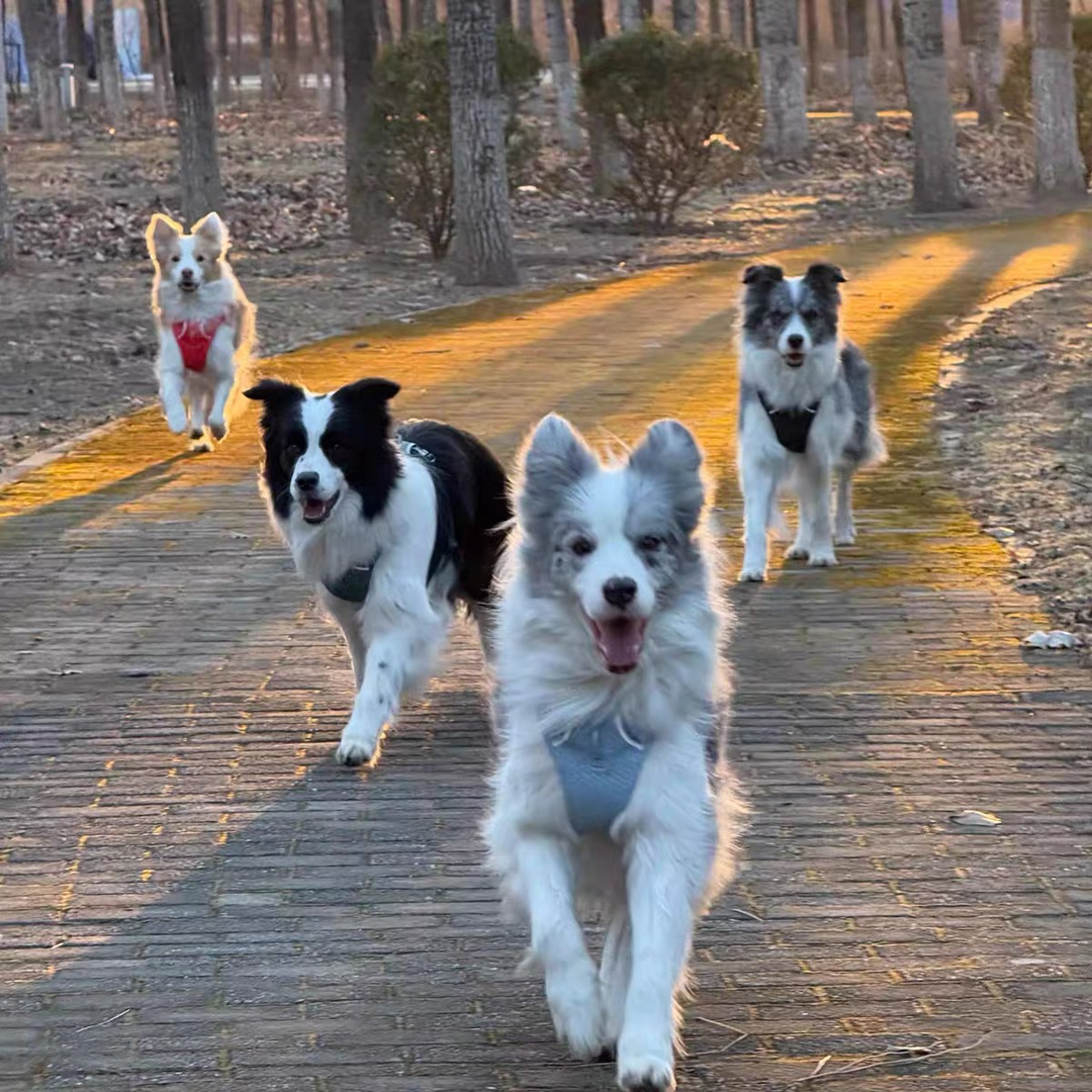 双血统边境牧羊犬❤️带证书芯片