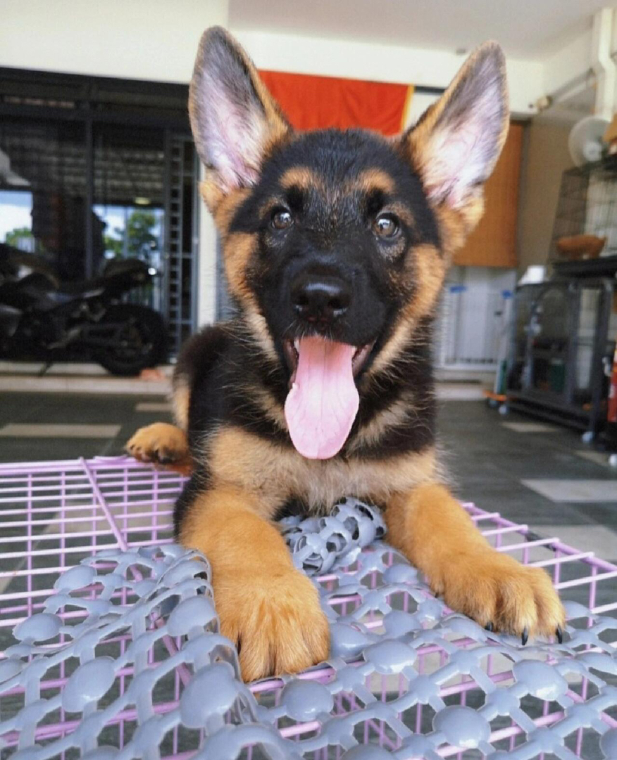 德国牧羊犬幼犬,威风凛凛,忠诚聪明,最佳守护伙伴
