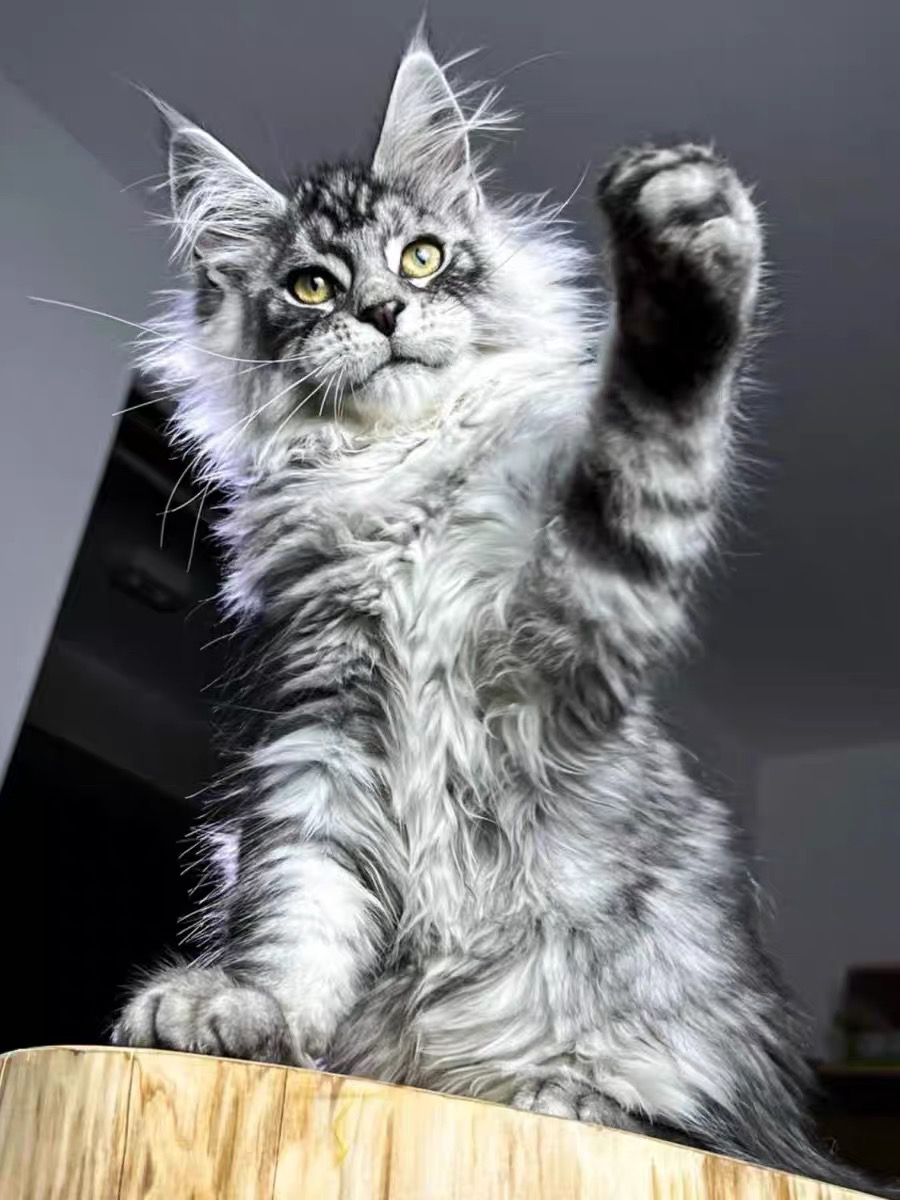 高端缅因猫❤️平台推荐