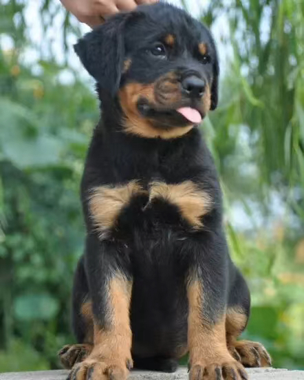 双血统罗威纳❤️带证书芯片