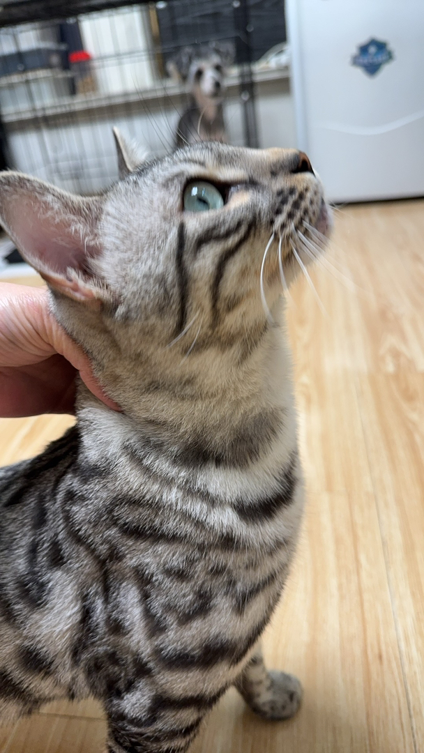 孟加拉豹猫银豹公-小玫瑰纹出售