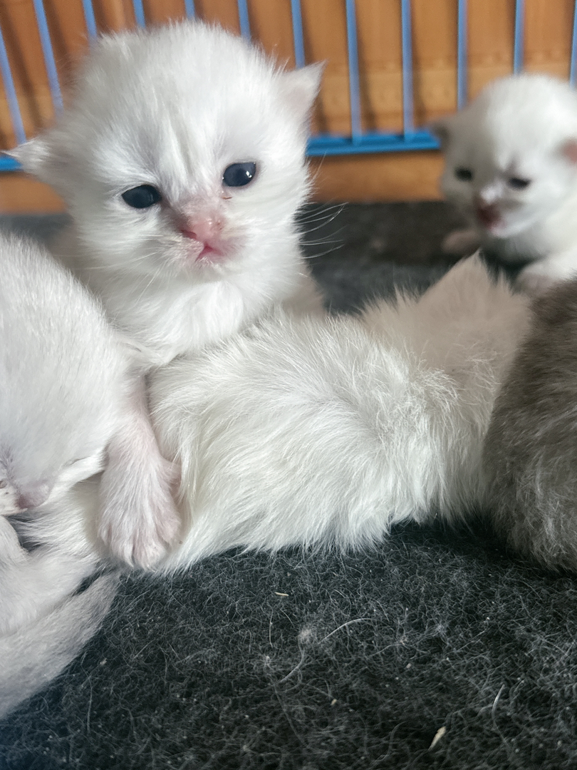 自家繁殖的金吉拉小猫咪可提前预订啦！