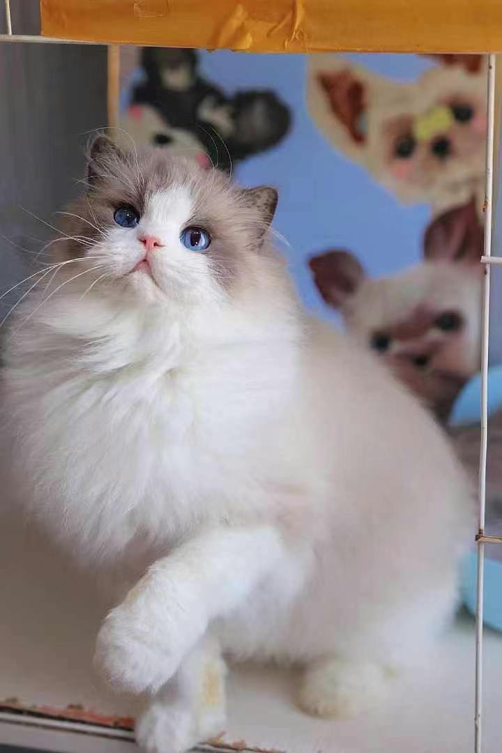 爆毛波斯系布偶猫❤️双血统波斯系布偶猫