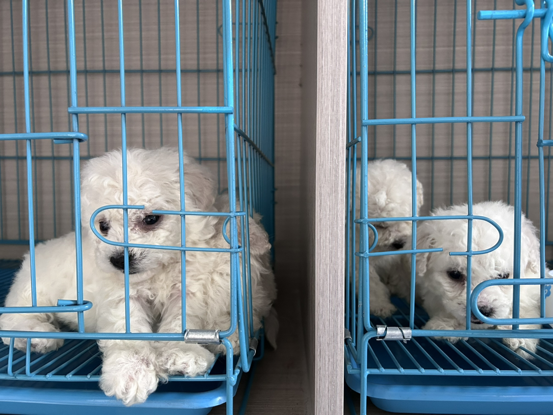 小体比熊