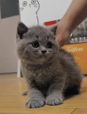 蓝猫已打疫苗驱虫保障终身售后。金渐层布偶银渐层金吉拉暹罗蓝猫银点暹罗猫