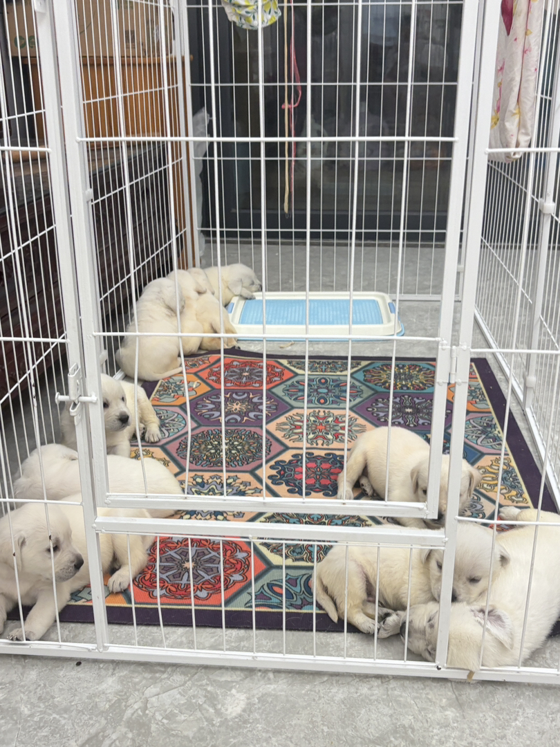 自家纯种母狗拉布拉多生的拉布拉多幼犬