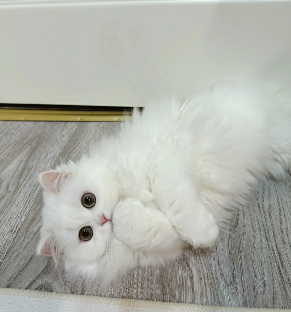 金吉拉仙女猫