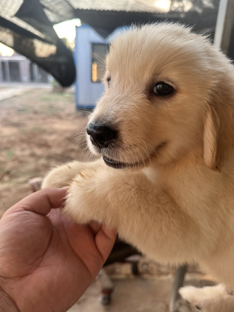 金毛幼犬，可爱活泼，性格温顺，适合家庭养殖