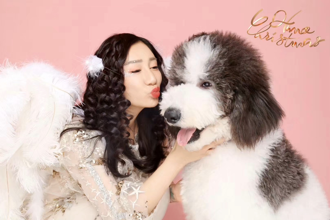 灰白花巨贵犬❤️双血统带证书芯片