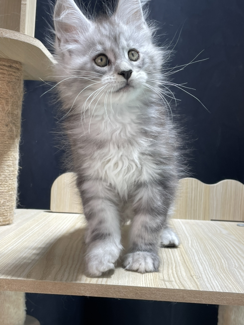 银虎弟弟,父亲11色,妈妈高银