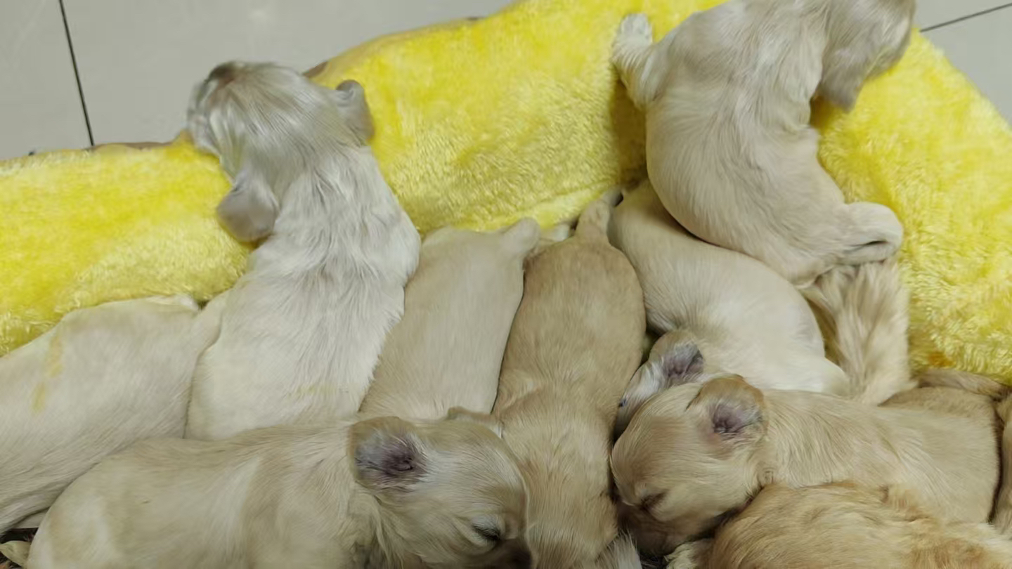 美卡自家繁育的新脸版美卡 迪士尼小狗