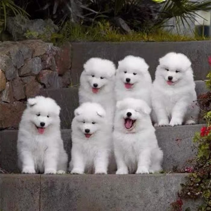 萨摩耶幼犬,雪白毛茸,笑容治愈,萌宠首选
