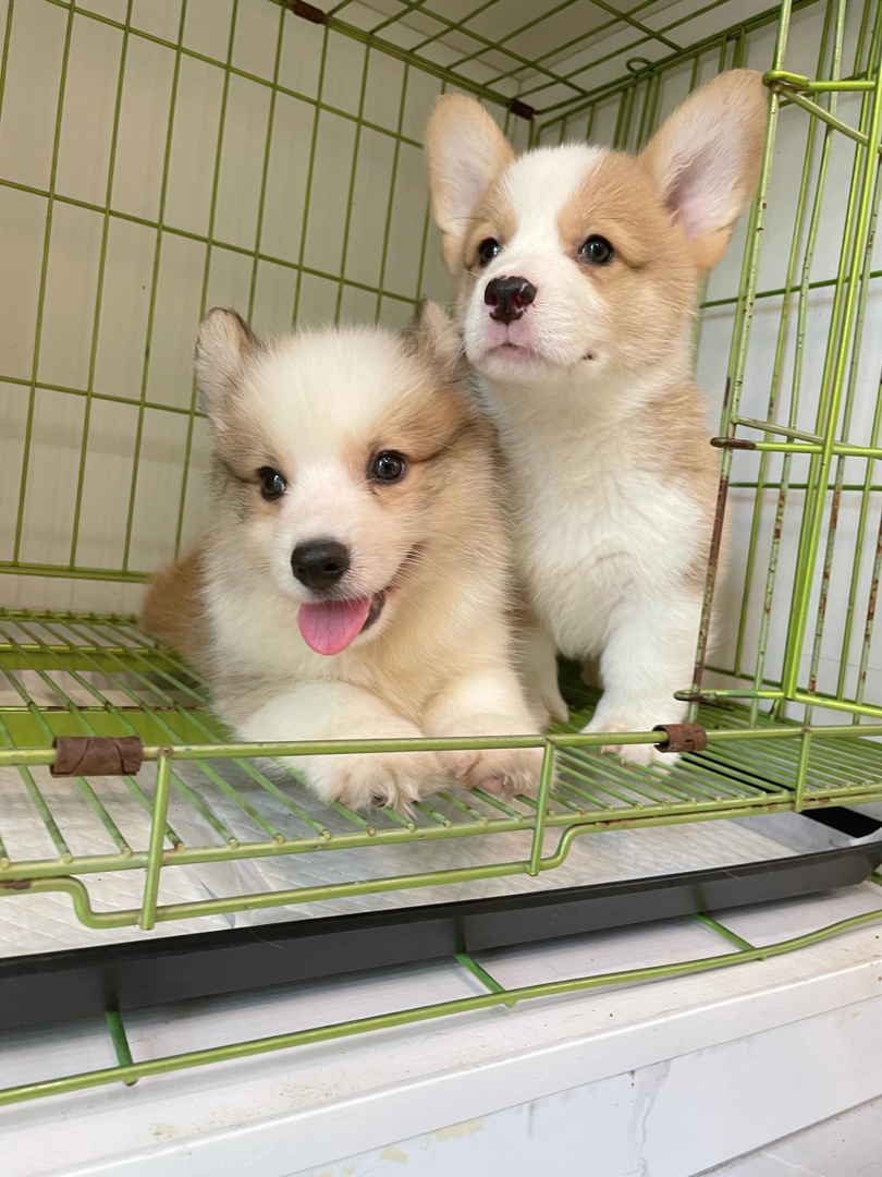 可爱柯基幼犬,短腿萌态十足,性格温顺,居家好伴侣