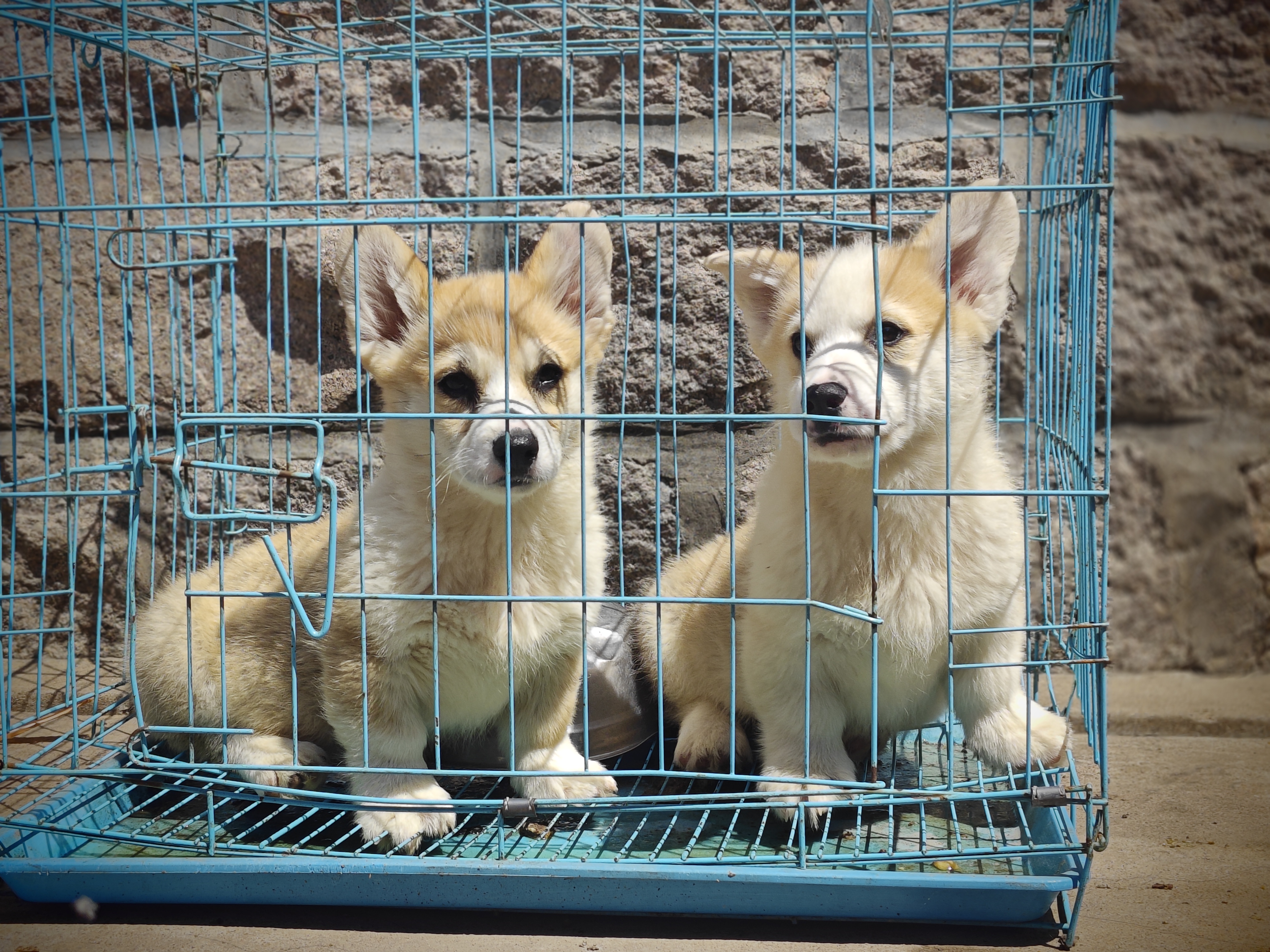 双血统柯基犬