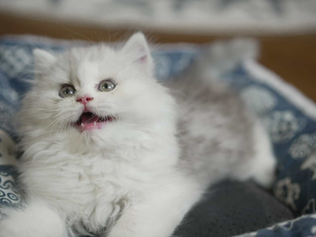 波斯猫幼崽，毛长蓬松，大眼萌态，优雅高贵惹人爱