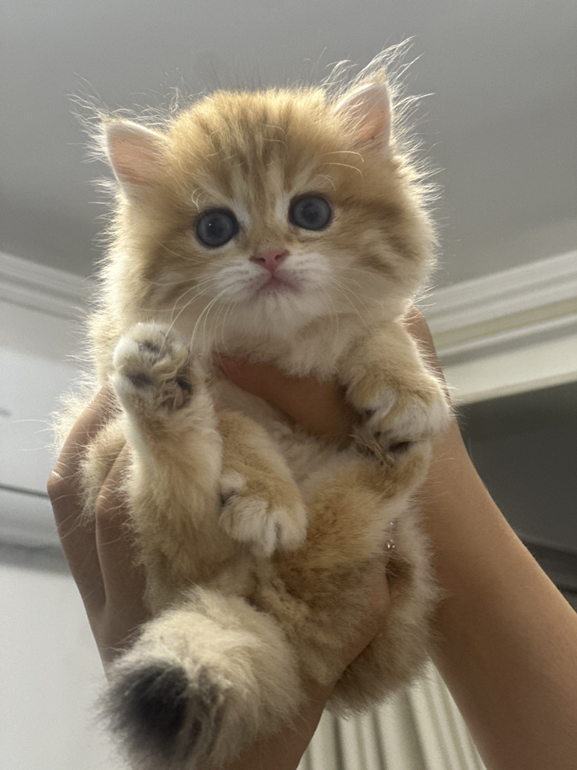 可爱金渐层小猫，毛茸茸颜值高，温顺乖巧好伴侣
