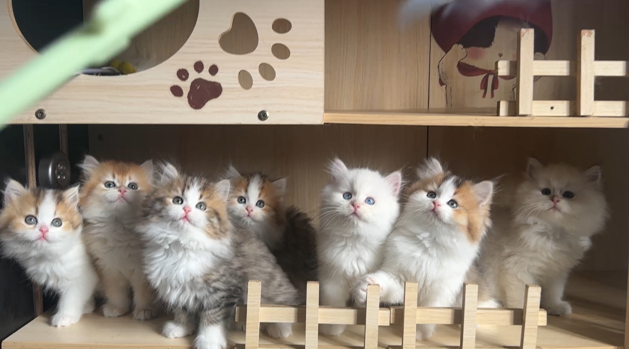 长毛金加白，长毛金点，都是正常脚，都非常可爱😻