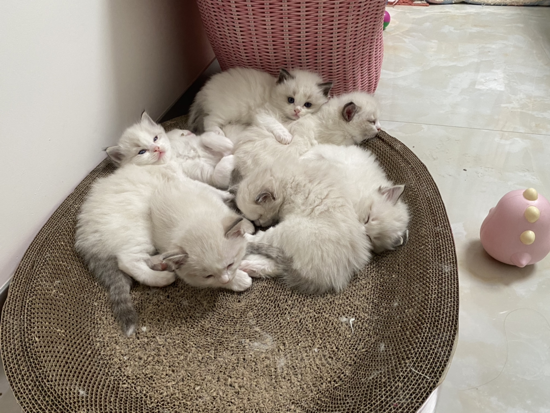 一个半月小猫，一母四公，自主进食，活泼可爱，潍坊自提，可视频或上门看猫