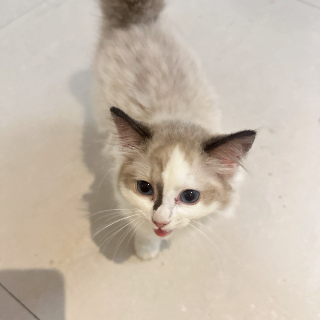 布偶猫