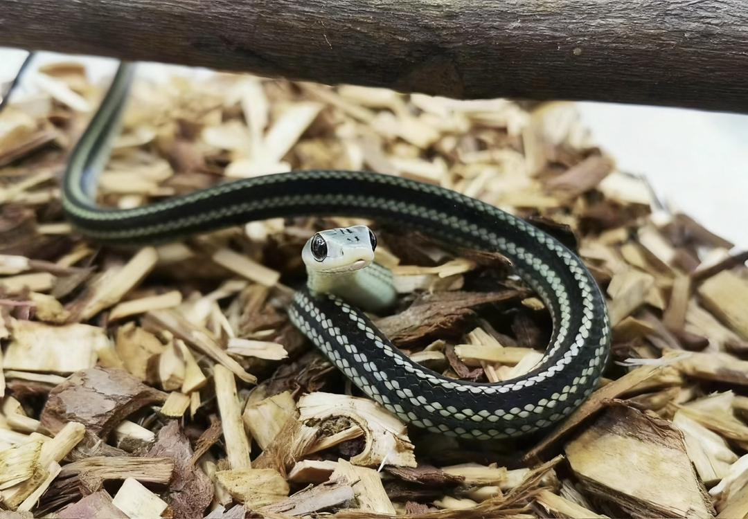 可爱的乌宝1只健康全品好养活不需要加热