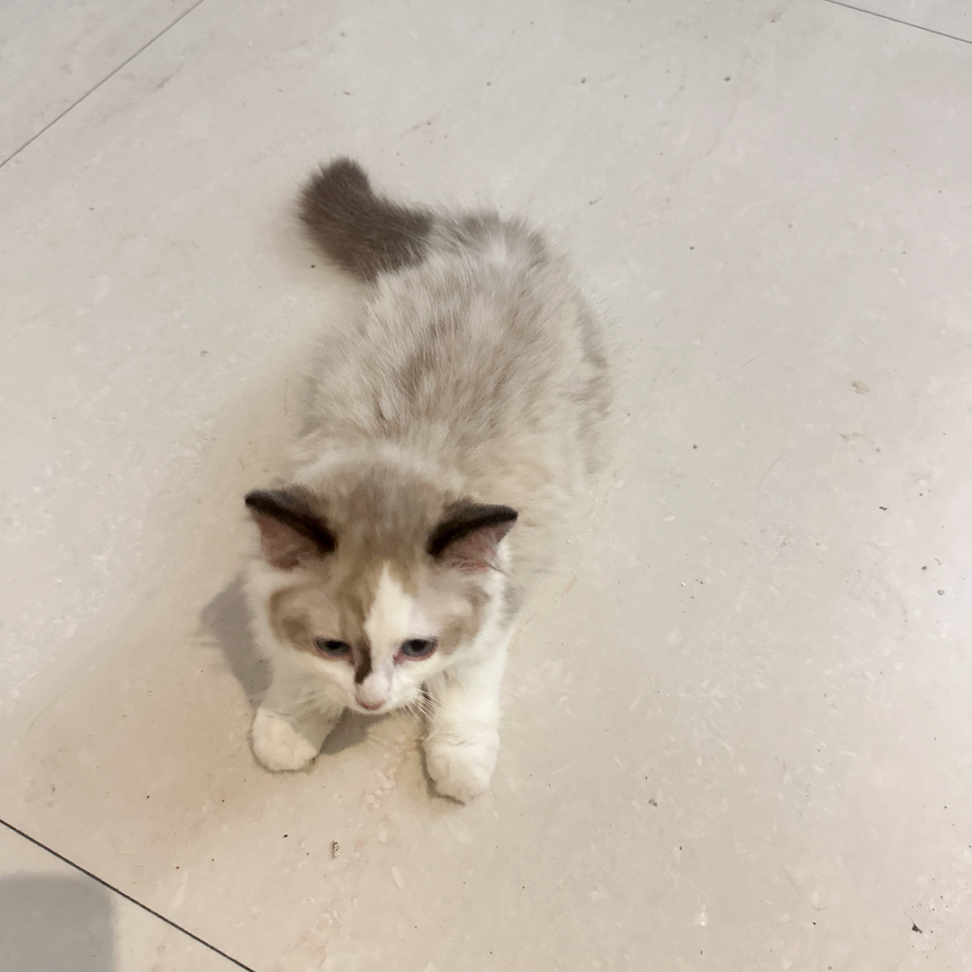 布偶猫