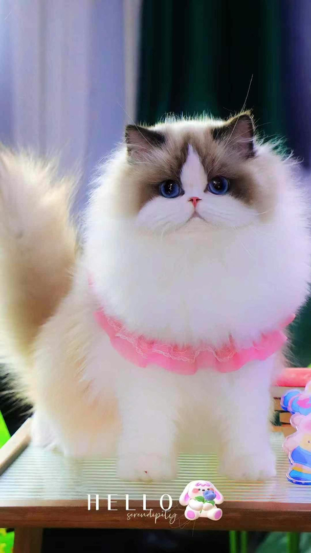 超级大爆毛布偶猫❤平台推荐