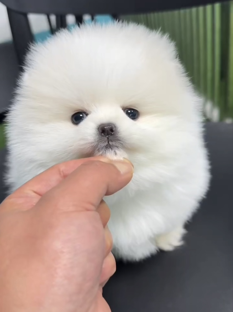 博美已打疫苗驱虫保障终身售后。金毛拉多阿拉萨摩比熊博泰迪贵宾德牧边牧柯基