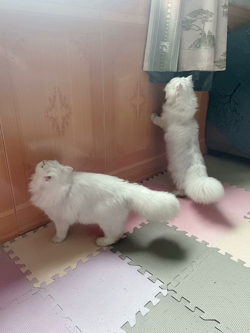 自家繁殖的金吉拉小猫咪可提前预订啦！