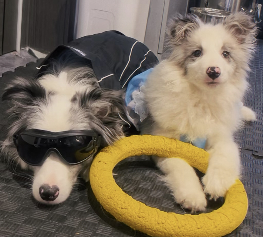 高端陨石色边境牧羊犬❤️七白三通❤️梦幻星空背