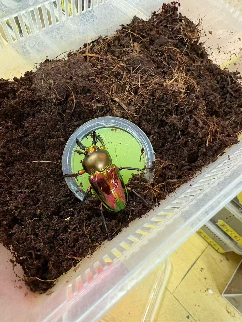 彩虹锹甲，金属光泽，色彩绚丽，独特魅力的甲虫宠物，包邮包活包风险