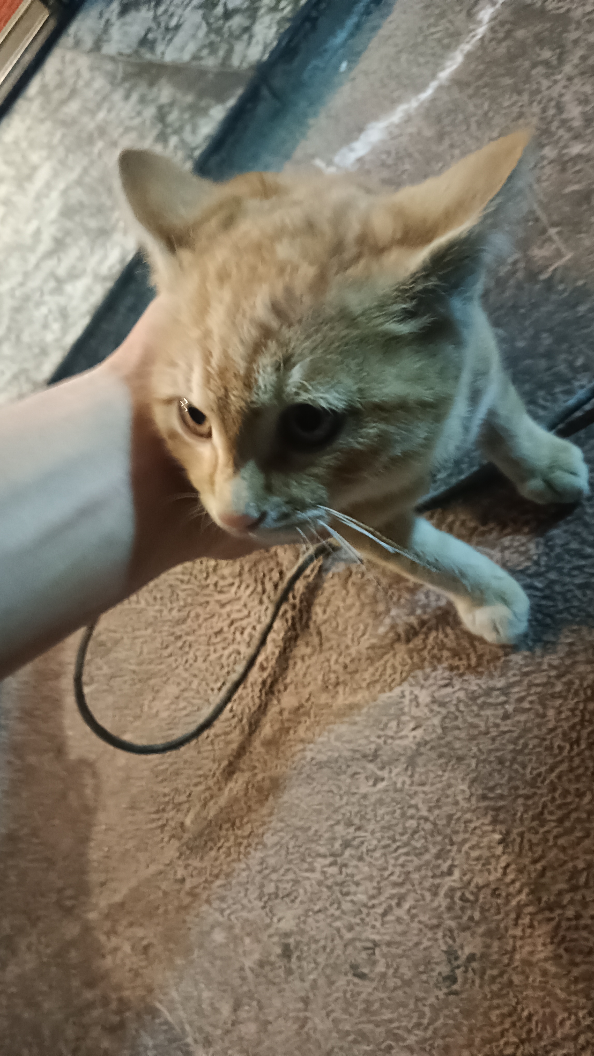中华田园猫