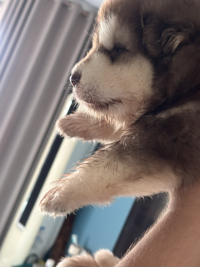阿拉斯加幼犬，呆萌可爱，颜值高，温顺友好的大型宠物