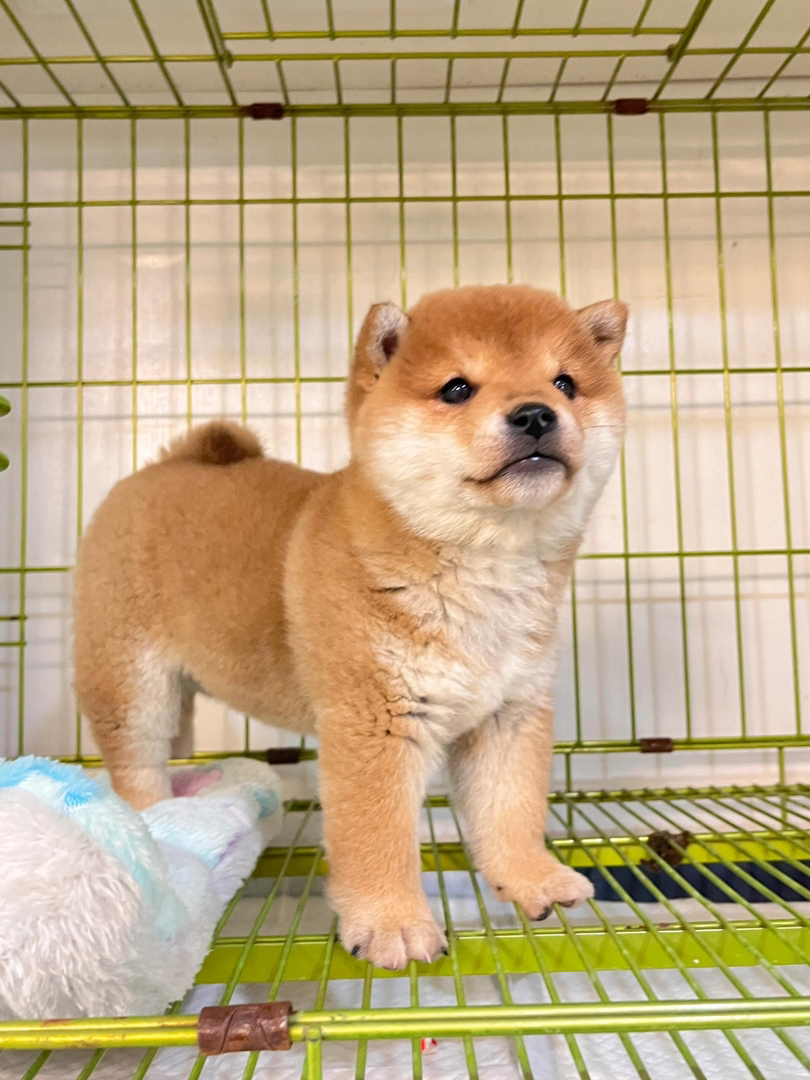 可爱柴犬幼犬，憨态可掬，颜值高，是陪伴的不二之选