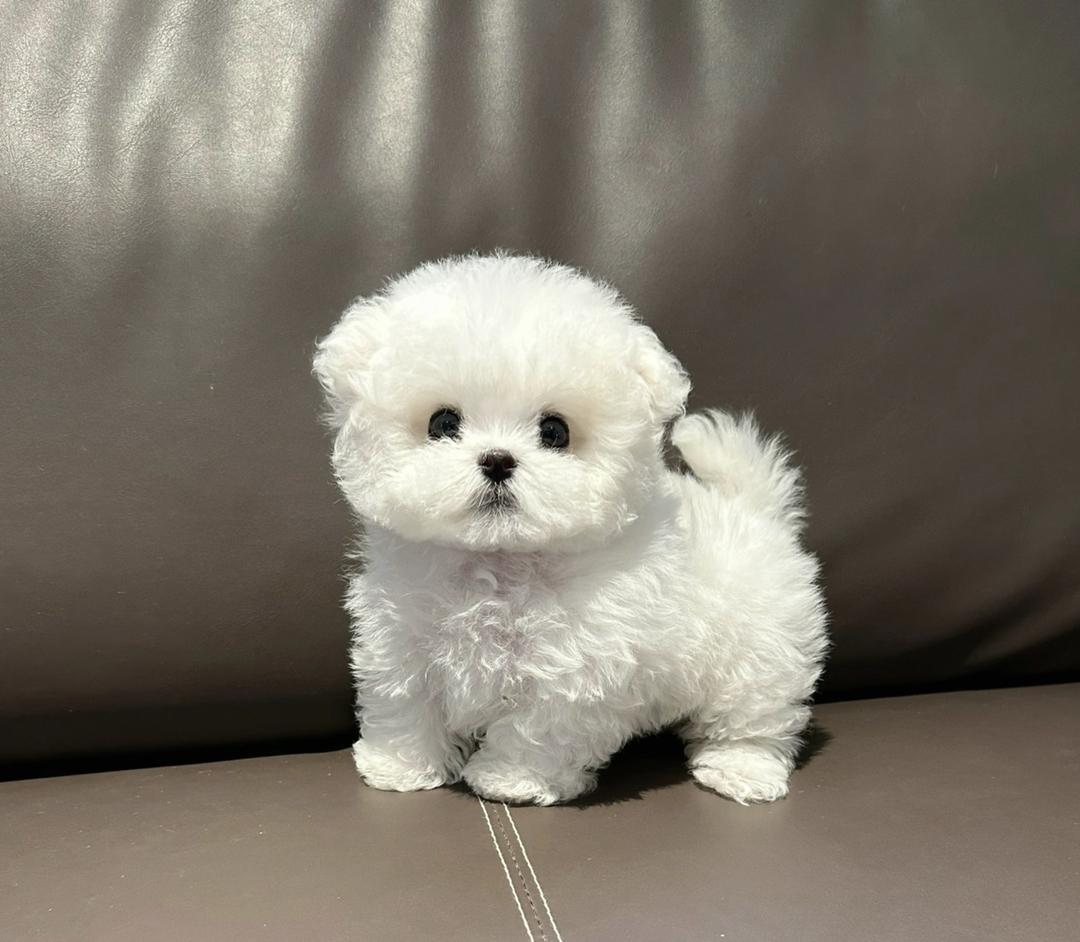 可爱比熊犬,毛如雪球,穿上花裙,尽显萌态惹人爱