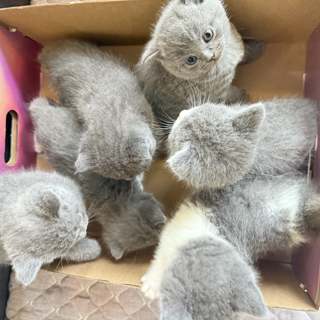 自家繁育蓝白小猫