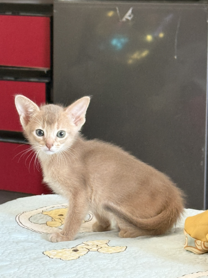 阿比，猫中之狗，亲人，性格好，会用猫砂，聪明握手能力一教就会。