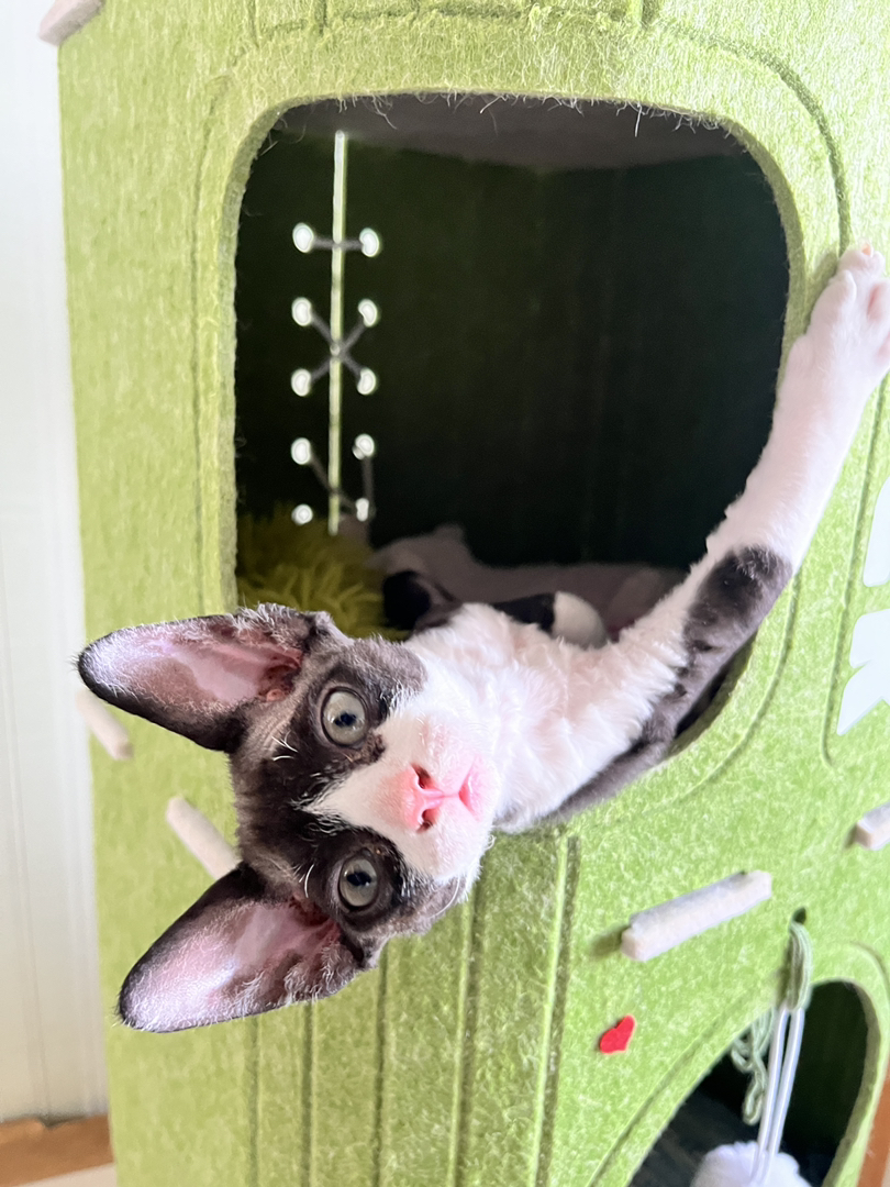 黑白奶牛德文卷毛猫，精灵耳大眼萌，独特卷毛，个性十足