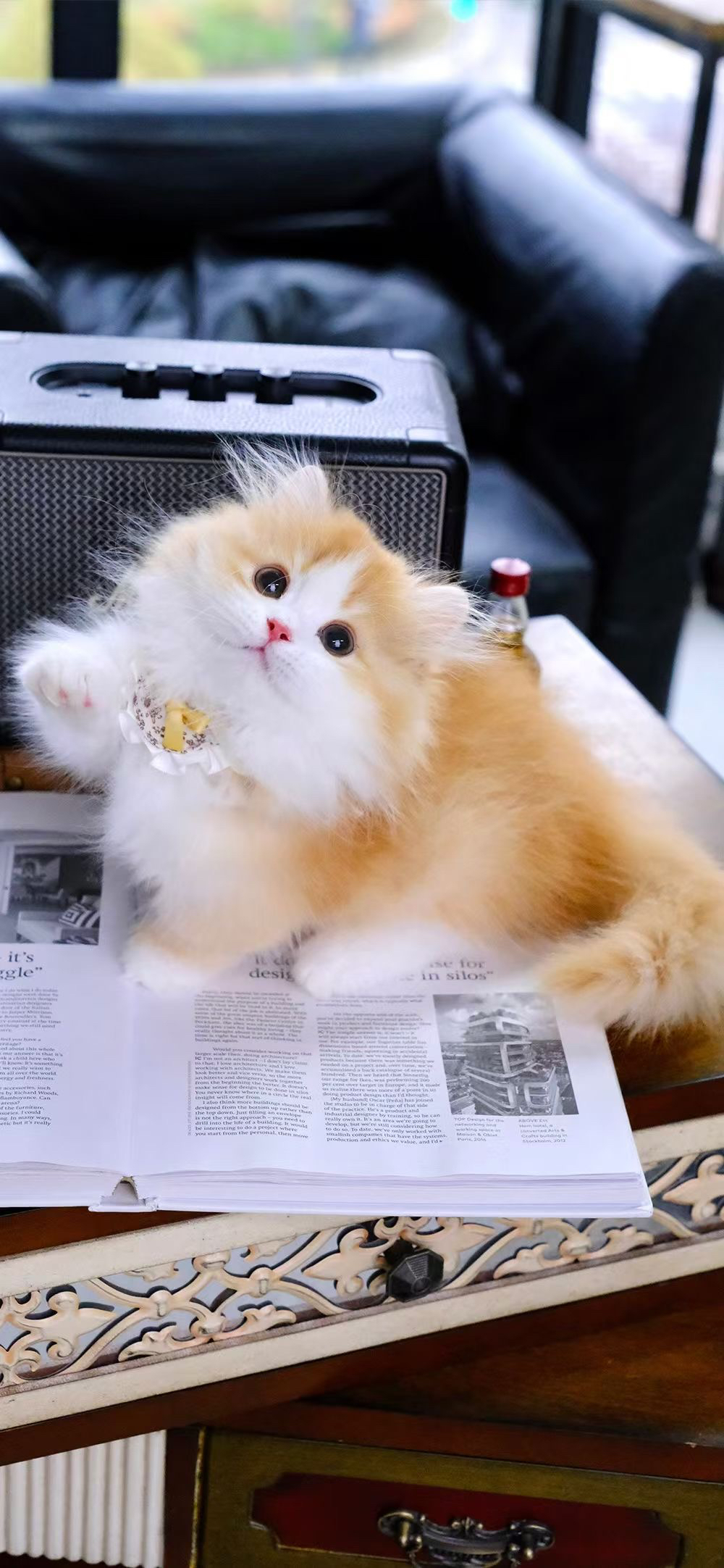 纯种拿破仑猫咪