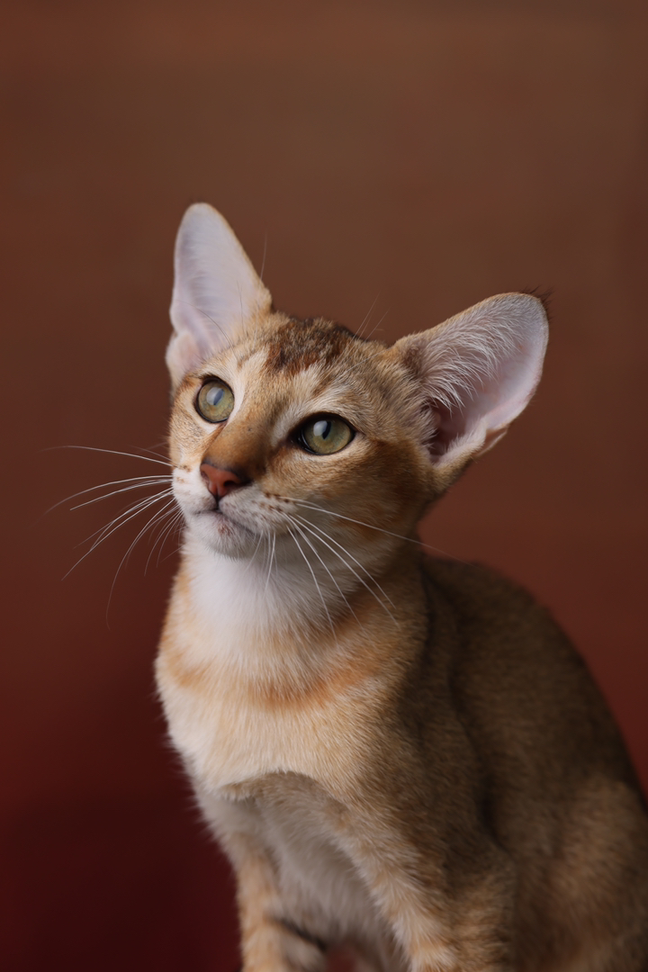 东方短毛猫东短猫小偿领养999