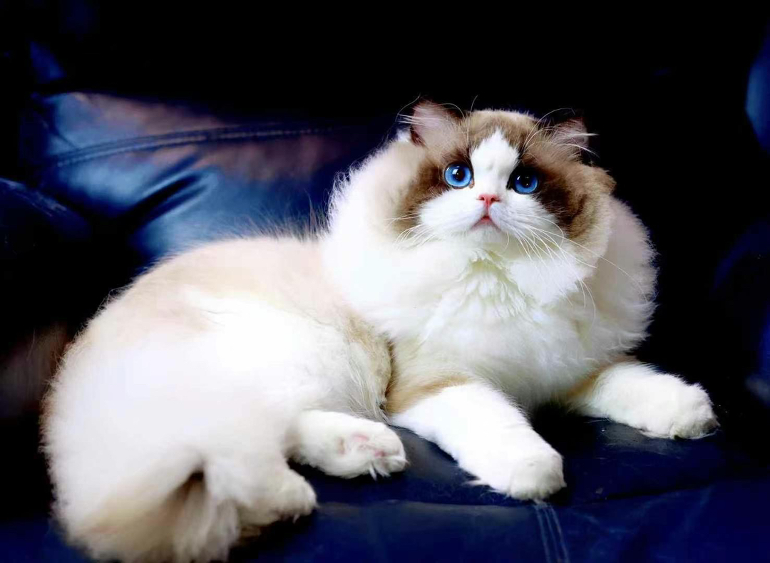 布偶猫,颜值超高的仙女猫,毛发柔软,性格温顺乖巧