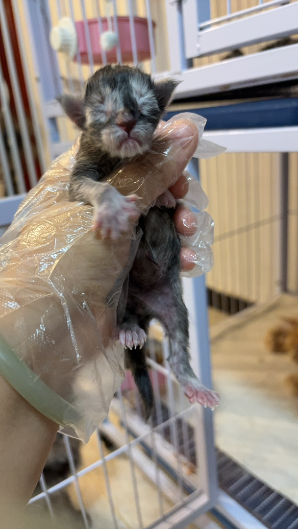 缅因猫幼崽，体型较大，毛发浓密，尽显霸气王者风范