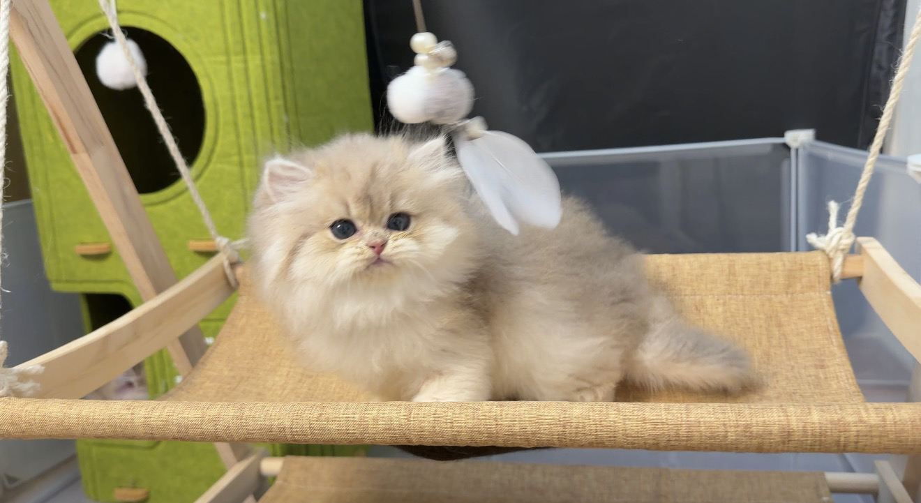 长毛11色蓝金 两只妹妹 两只弟弟