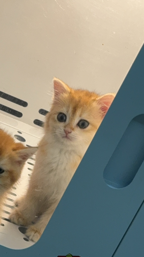 金渐层小猫，颜值爆表，毛发柔软，温顺亲人的可爱萌宠