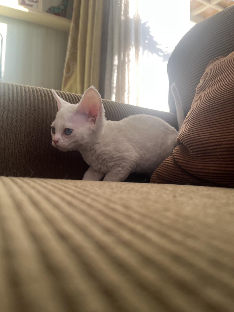 纯白异瞳德文猫