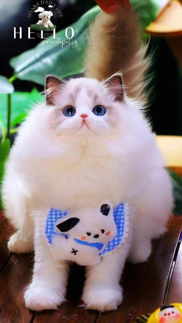 波斯系布偶猫❤️平台推荐双血统猫咪